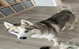 Siberian Husky dogs for sale: Best Quality Siberian Husky Puppies in Scotland - Image 29