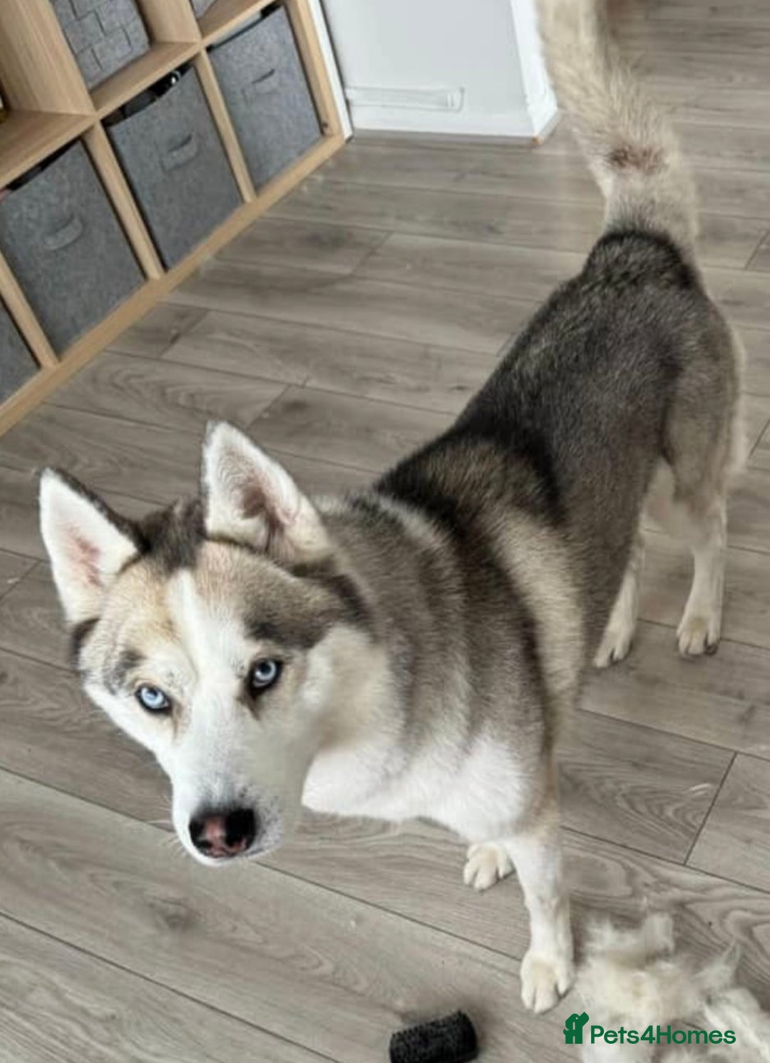 Siberian Husky dogs for sale: Best Quality Siberian Husky Puppies in Scotland - Image 29