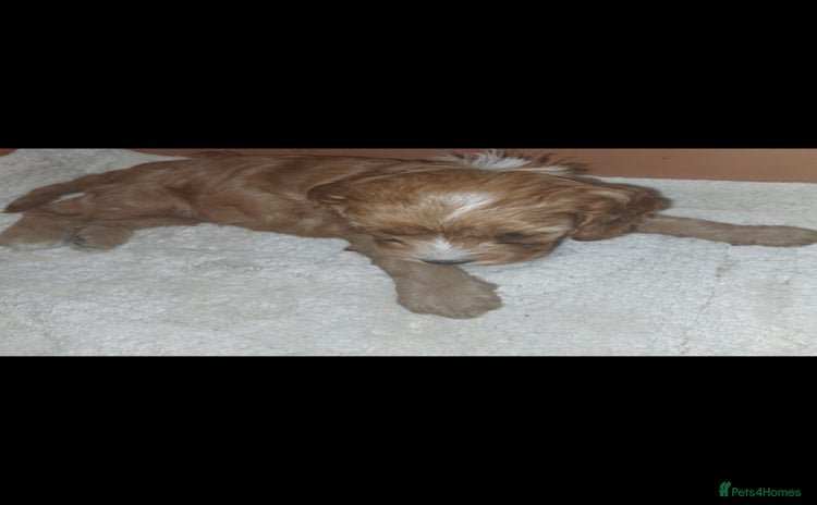 Cavapoo dogs - Advert 3