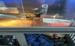 Tortoise reptiles for sale: 2 x horsfield female tortoises 1 x Herman  - Image 3