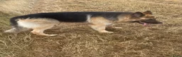 German Shepherd dogs for stud: Stunning big male German shepherd for stud  - Advert 3