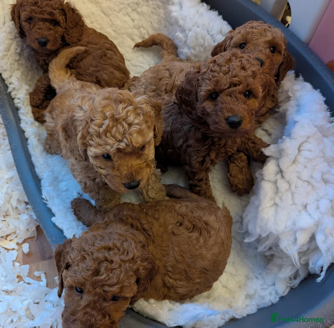 Miniature Poodle dogs for sale: Red Miniature Poodle Puppies KC Reg Health Tested  - Advert 1