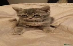 British Shorthair cats for sale: 4 beautiful British Shorthair kittens for sale - Image 2