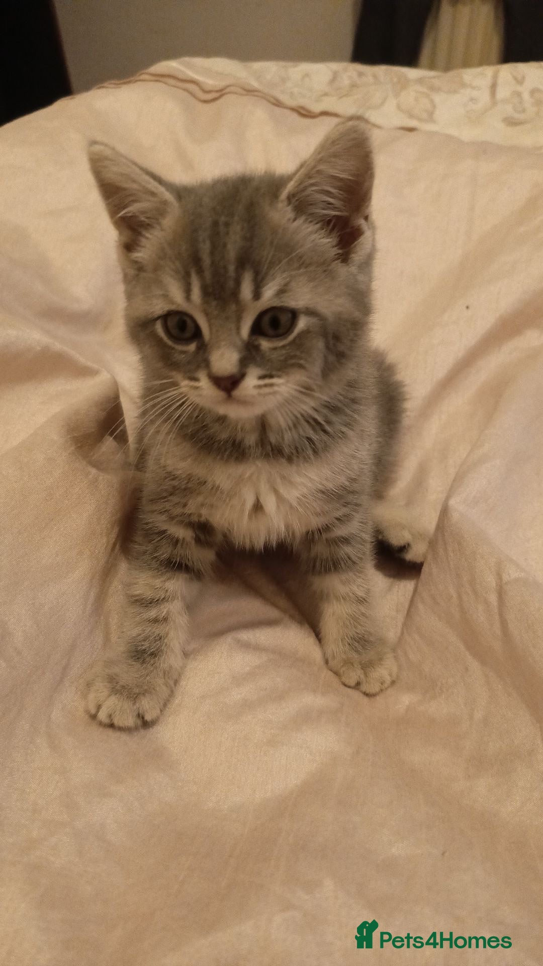 British Shorthair cats for sale: 4 beautiful British Shorthair kittens for sale - Image 2