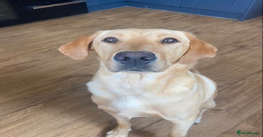 Labrador Retriever dogs - Advert 5