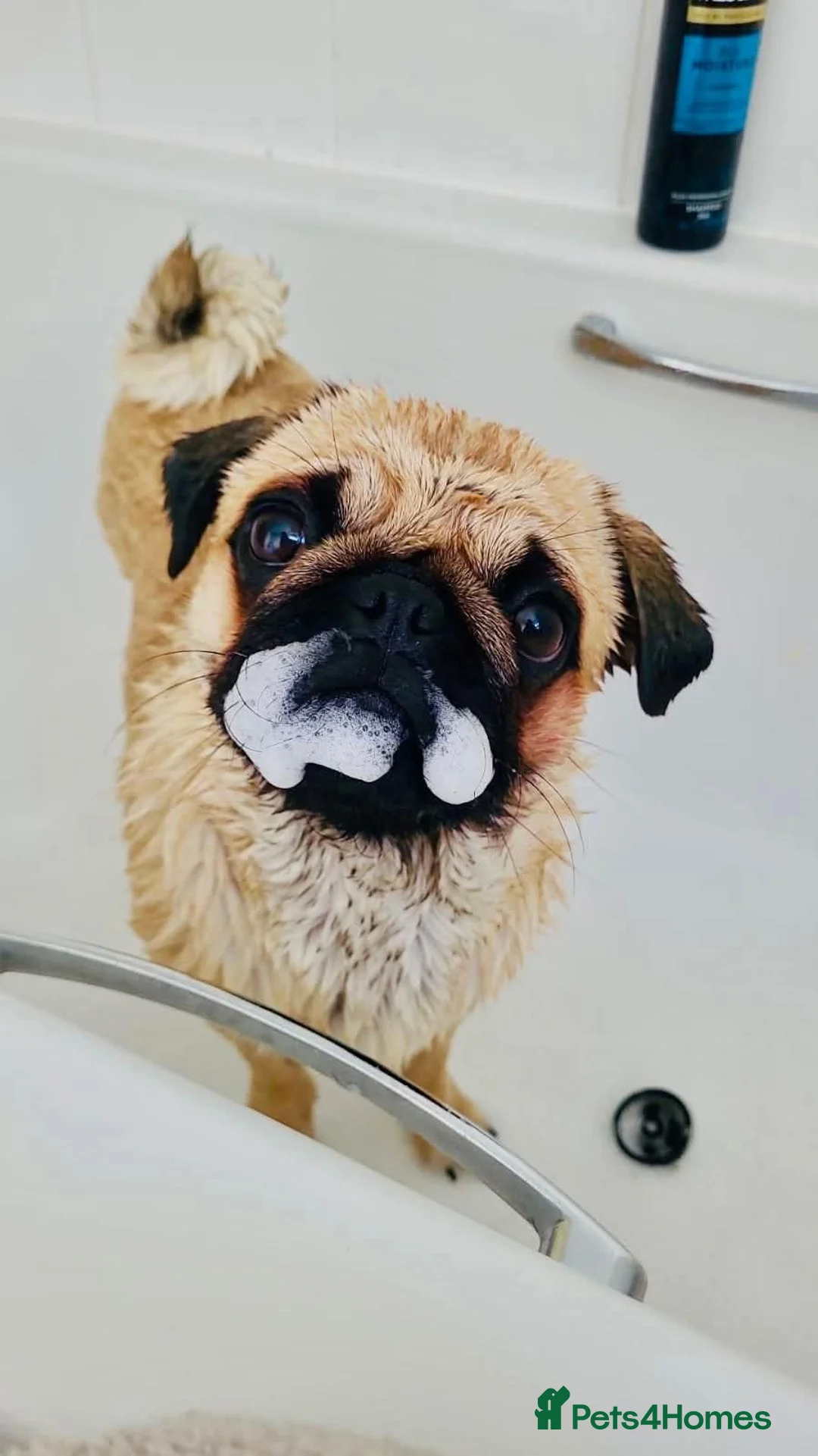 Pug dogs for sale: Poppy The Pug - Advert 3