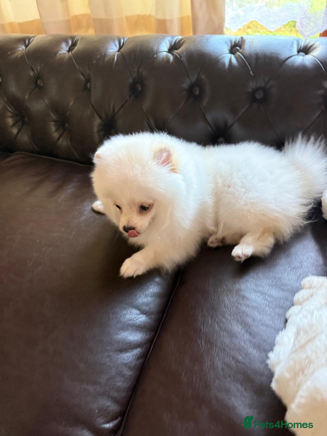 Pomeranian dogs for sale: 🐾✨ Rare White Extra Tiny Size Pomeranian Puppies  - Image 11