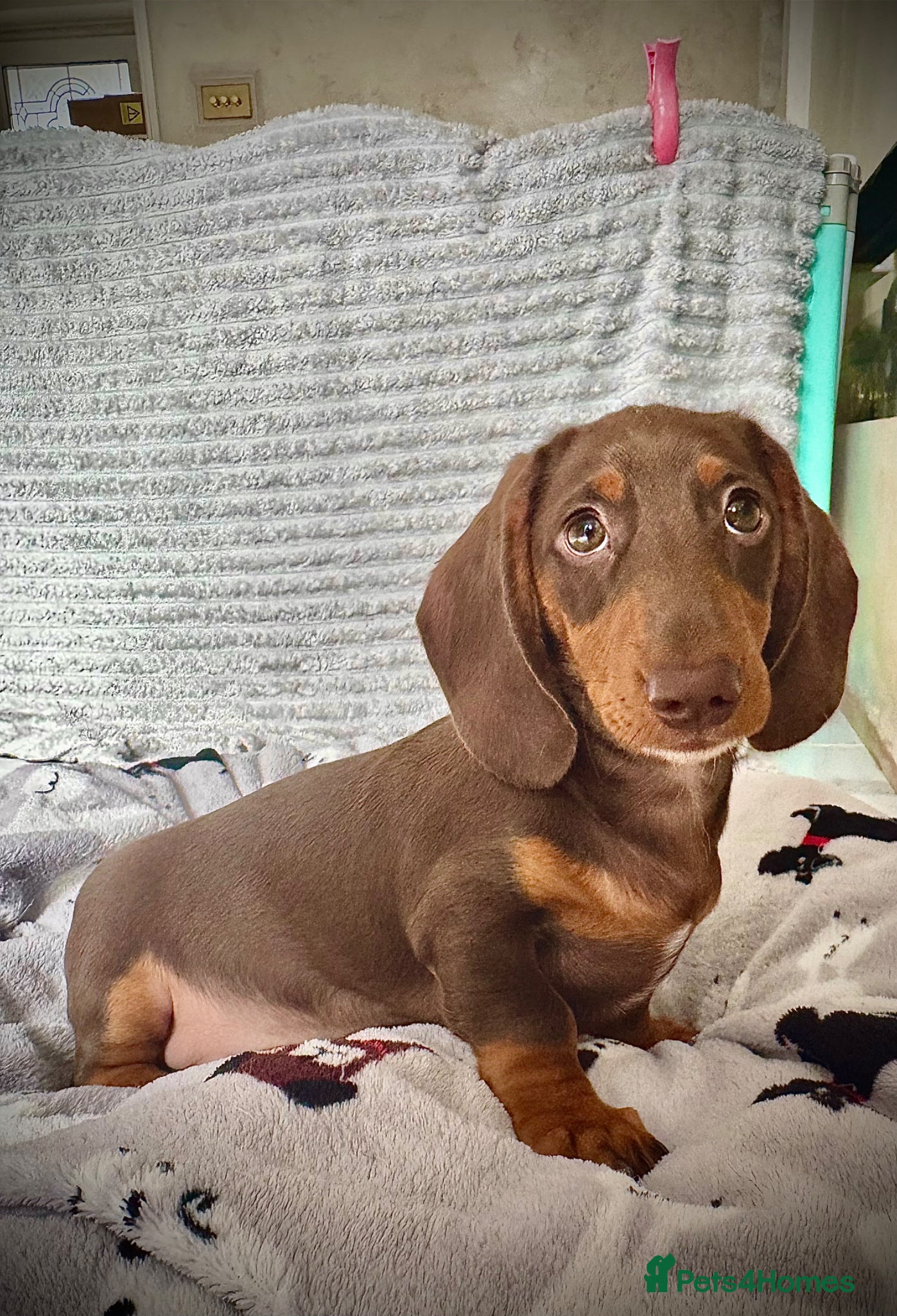 Miniature Dachshund dogs 💙 REDUCED READY NOW LAST BOY ⛔️ NO TIMEWASTERS ⛔️ - Advert 18