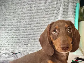Miniature Dachshund dogs 💙 REDUCED READY NOW LAST BOY ⛔️ NO TIMEWASTERS ⛔️ - Advert 18