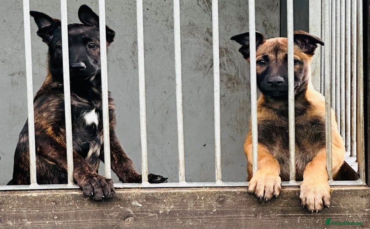 Mixed Breed dogs - Advert 4