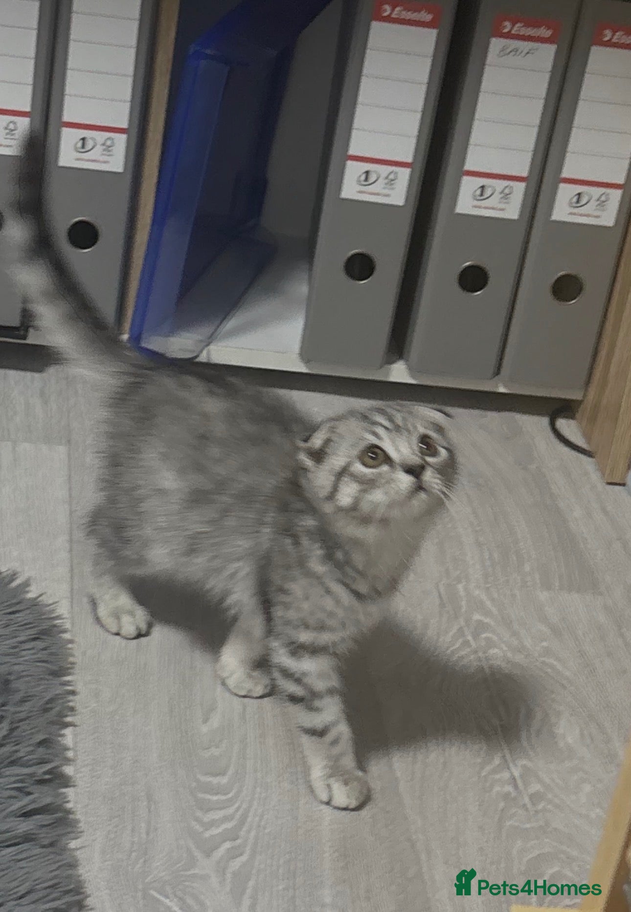 British Shorthair cats cute cat  - Advert 2