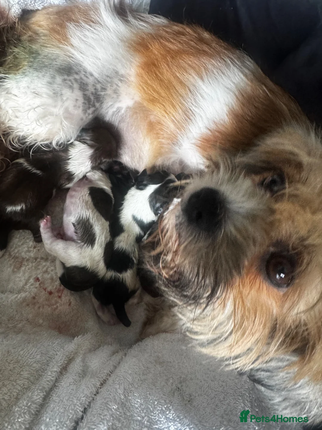 Malshi dogs for sale: 4 beautiful malshi girls for sale in Manchester - Advert 4