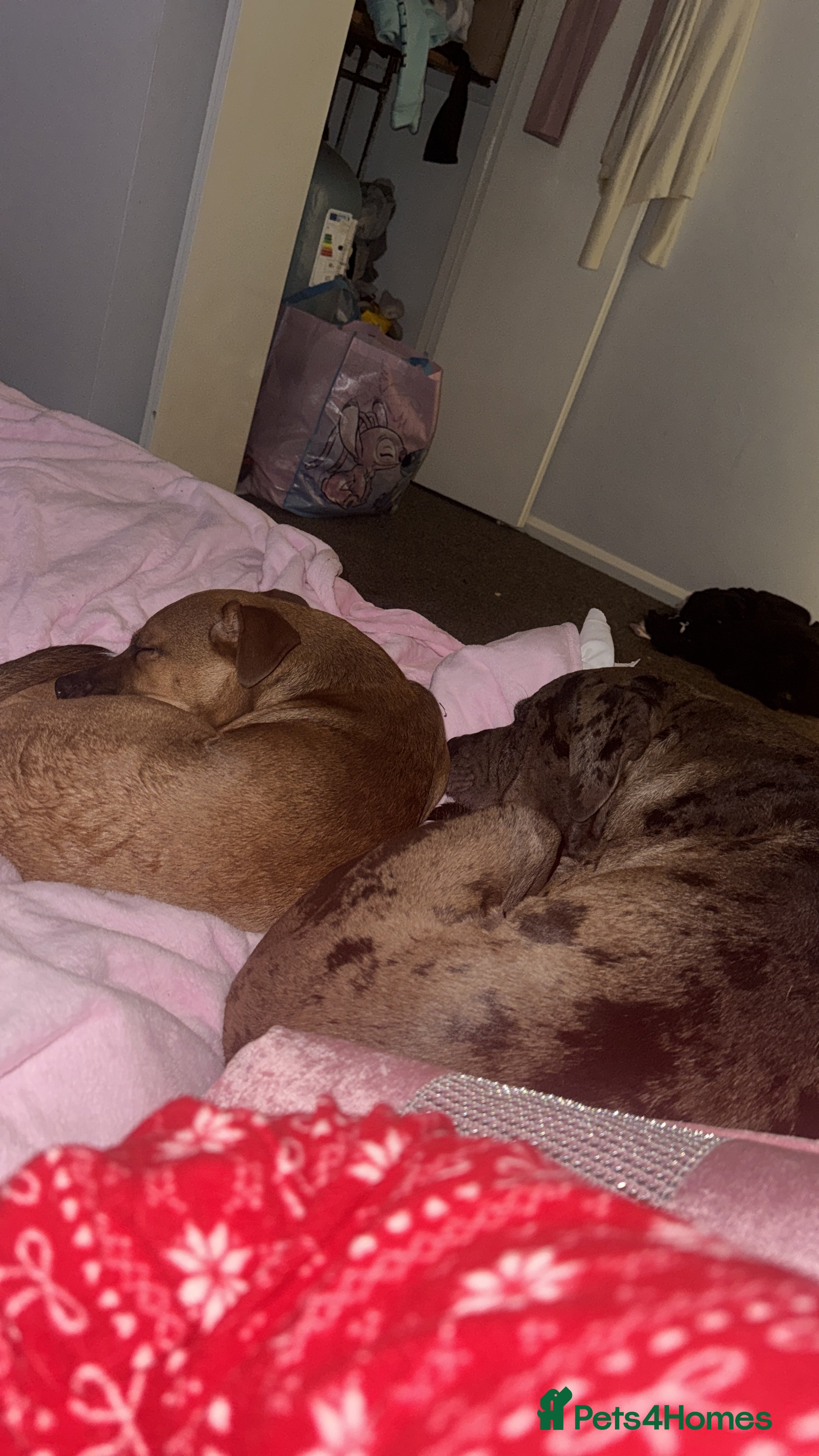 Mixed Breed dogs Milo  - Advert 13