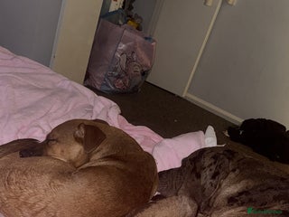 Mixed Breed dogs Milo - Advert 4