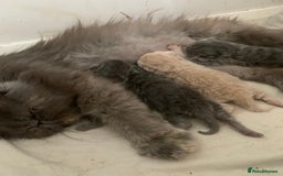 Persian cats for sale: *5 Generations Pedigree Persian Kittens - Image 17