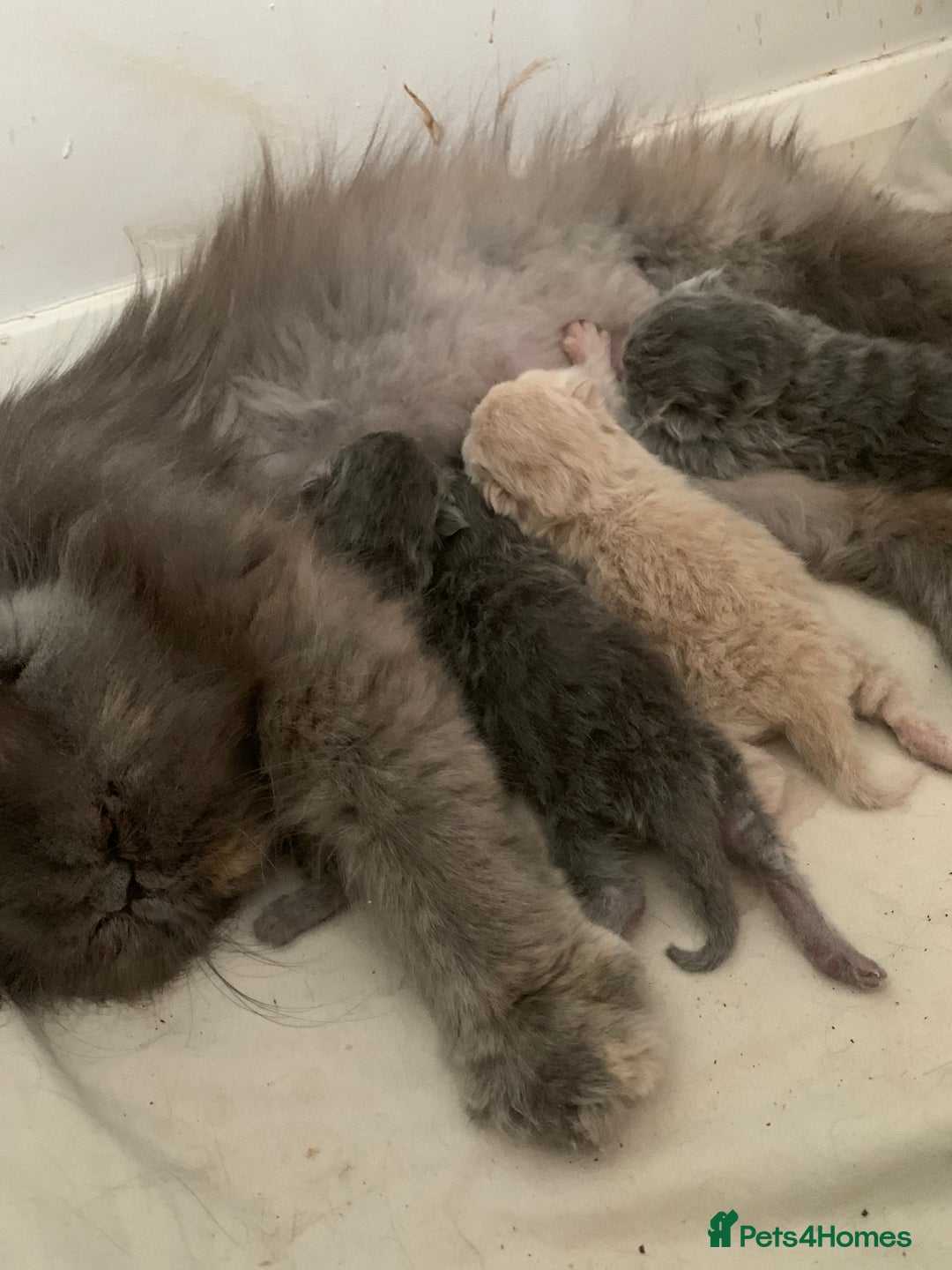 Persian cats for sale: *5 Generations Pedigree Persian Kittens - Image 17