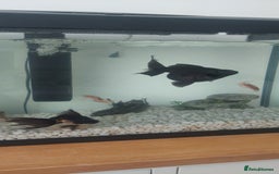 Fancy Goldfish fish for sale: black goldfish pair plus 1 X minnow 5 orange fish  - Image 2