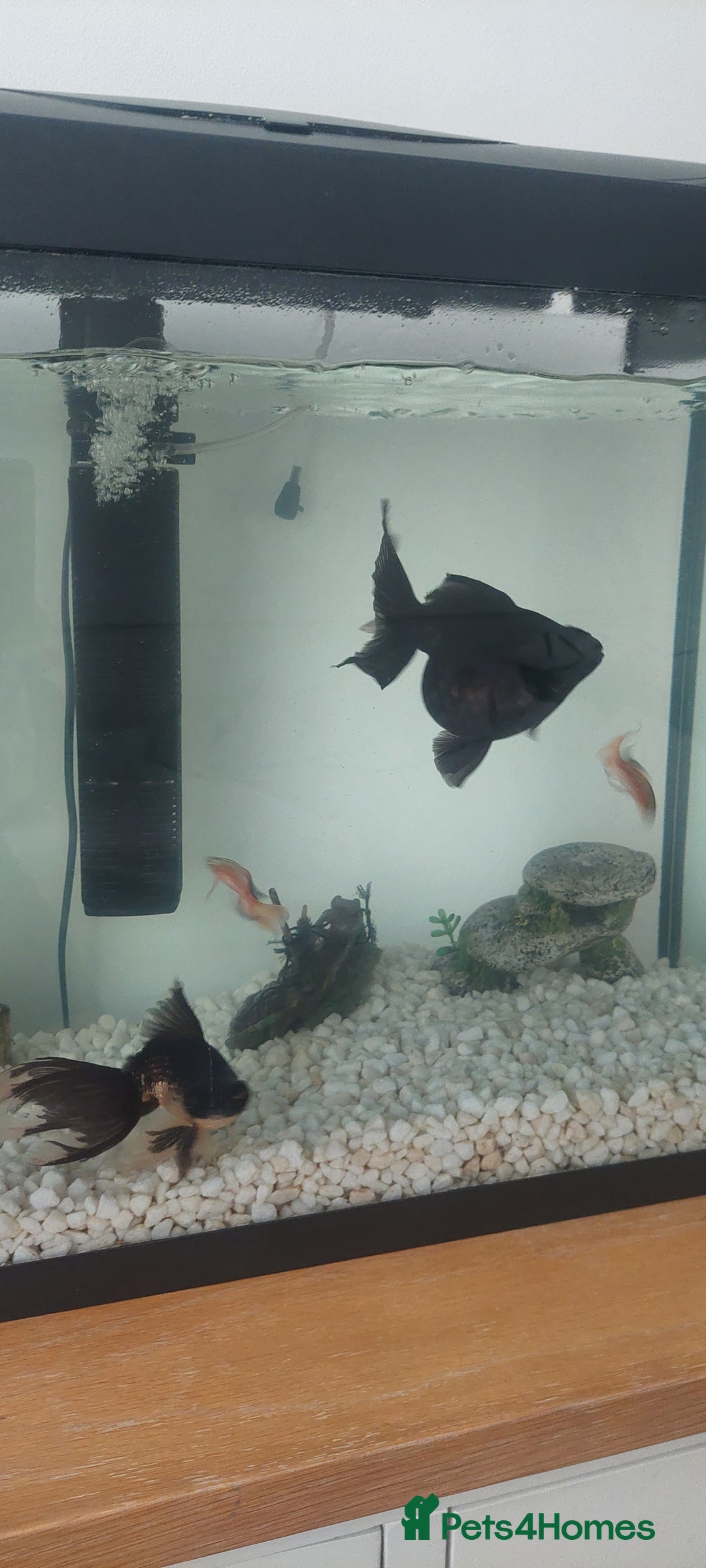 Fancy Goldfish fish for sale: black goldfish pair plus 1 X minnow 5 orange fish  - Image 2