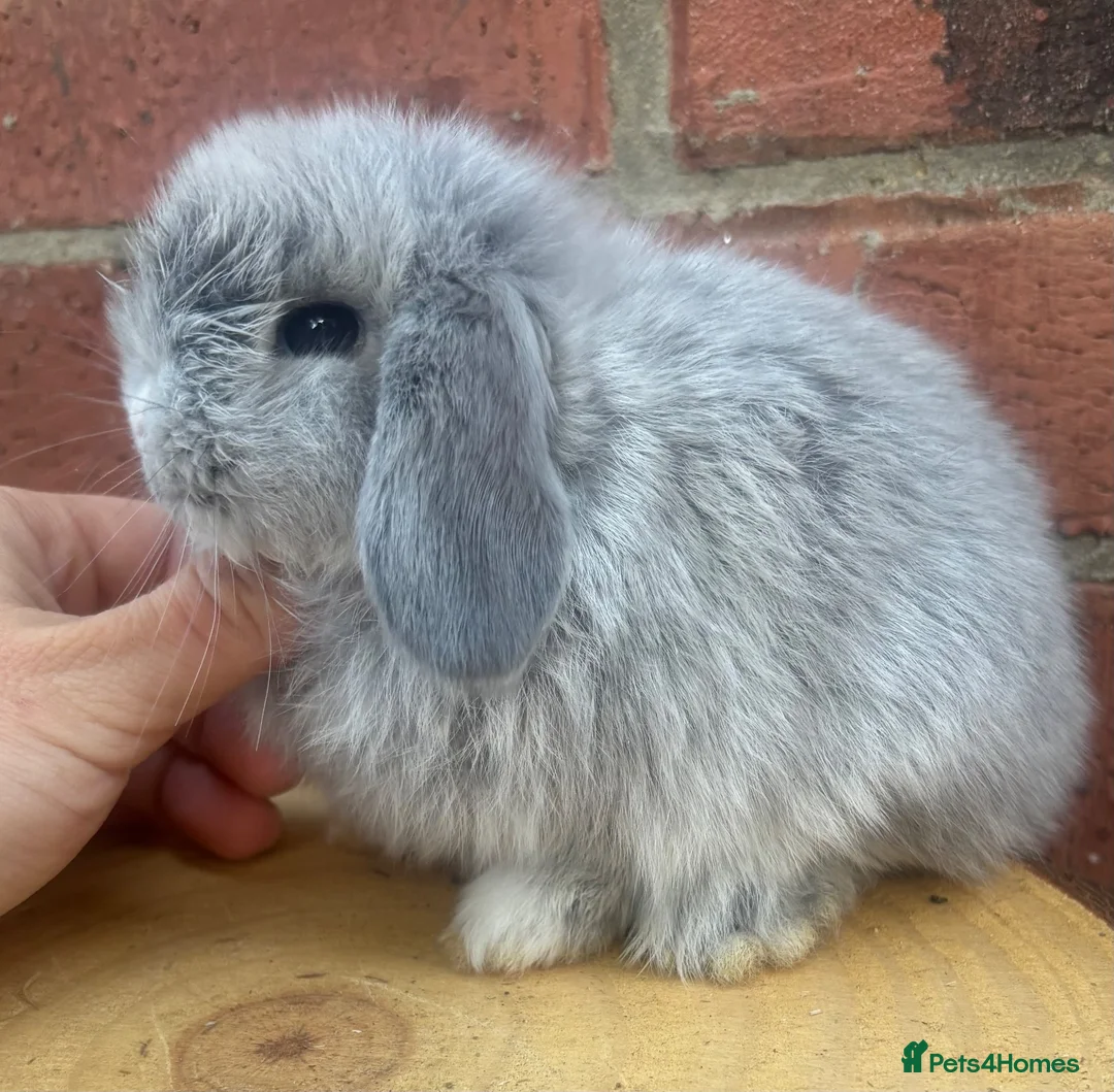 Mini Lop rabbits for sale: Pure bred baby pedigreed mini lops  - Advert 1