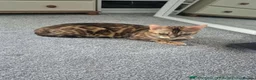 Bengal cats for sale: Ready to leave now  - Advert 2