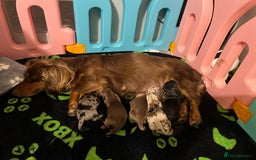 Dachshund dogs for sale: Miniature dachshund puppies  - Image 2