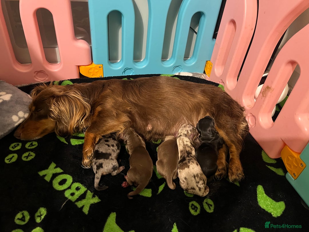 Dachshund dogs for sale: Miniature dachshund puppies  - Image 2