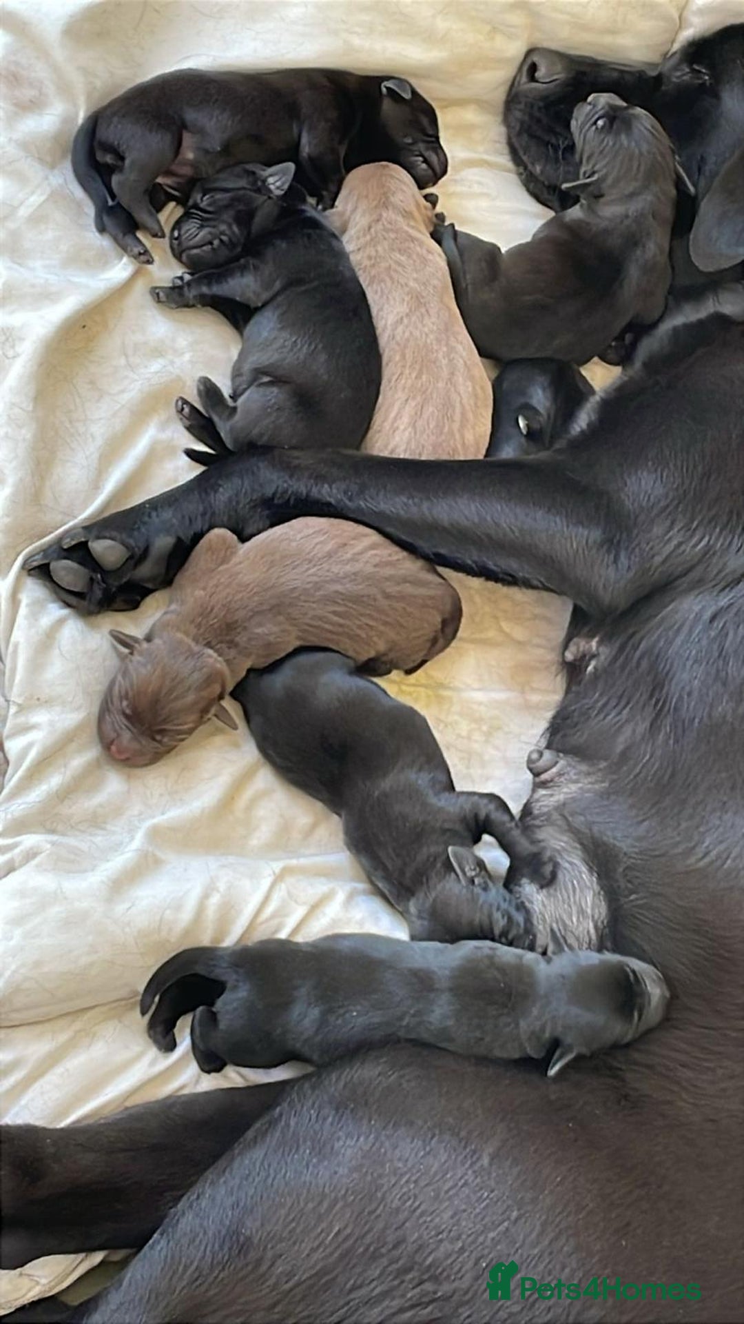 Labrador Retriever dogs for sale: Lovely unexpected litter of Labs - Image 3