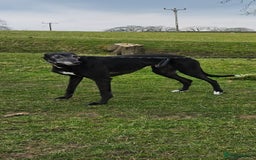 Greyhound dogs for sale: Male Greyhound for sale - Image 3