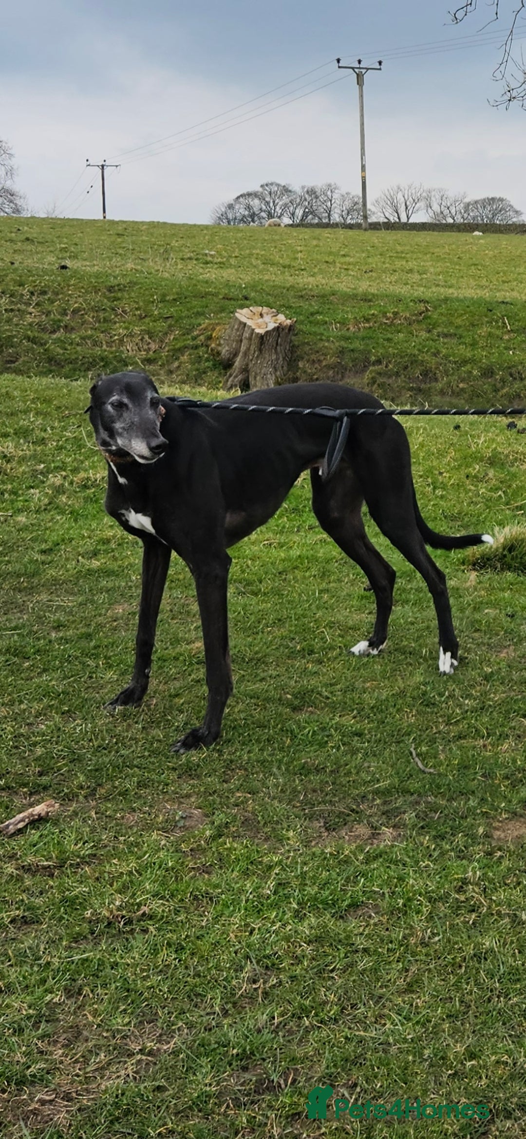 Greyhound dogs for sale: Male Greyhound for sale - Image 3