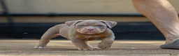American Bully dogs for sale: American Bully ABKC registered  - Advert 6