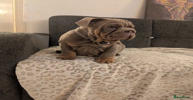 English Bulldog dogs - Advert 7