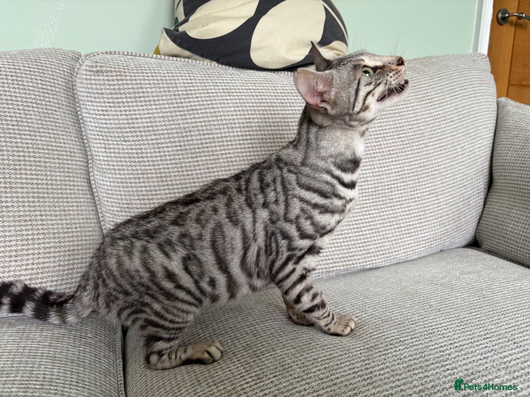 Toyger cats for sale: Superb rare silver Toyger girl  - Image 7