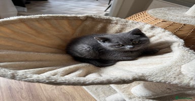 British Shorthair cats - Advert 1