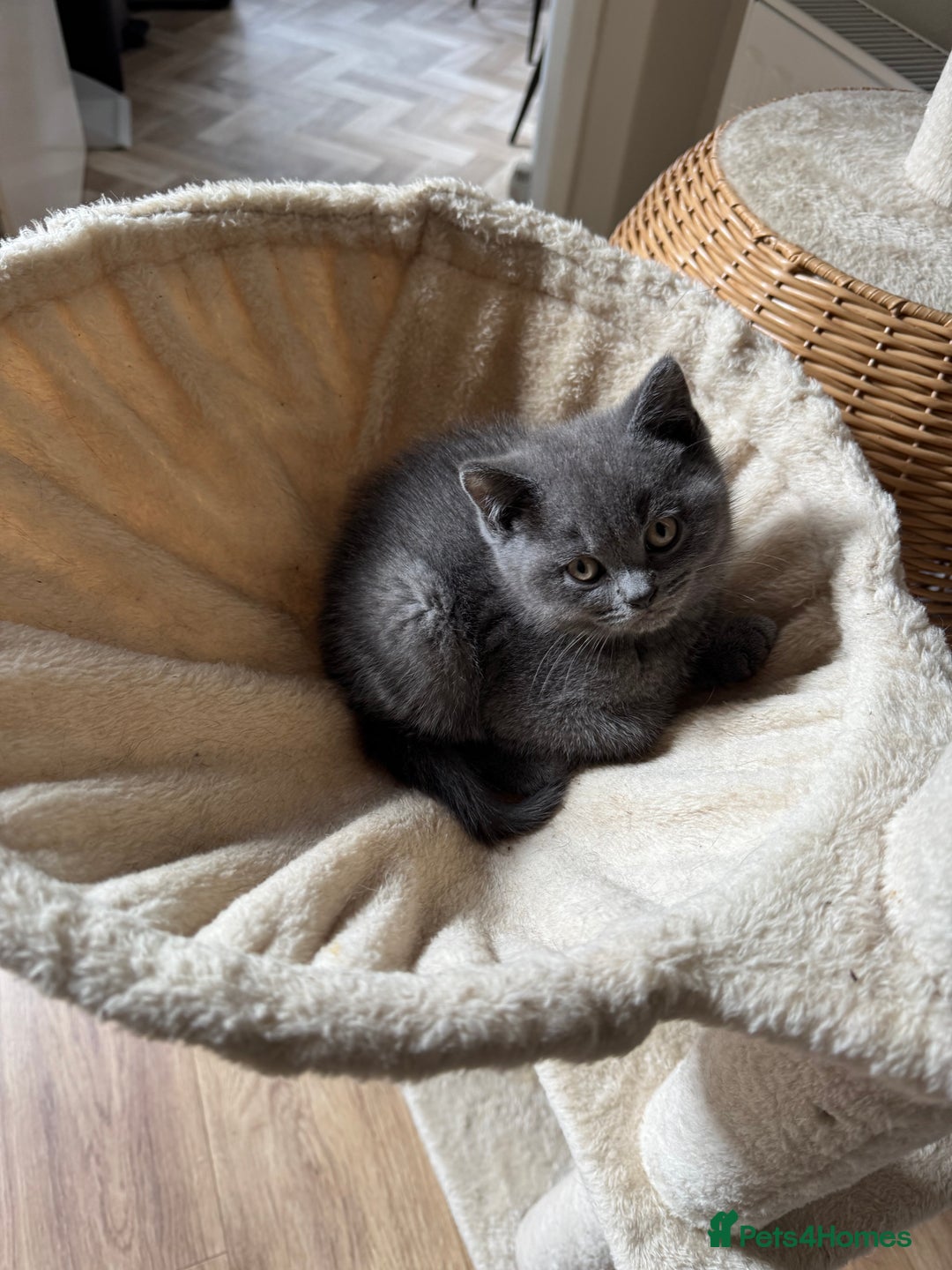 British Shorthair cats for sale: British blue short hair - Image 2