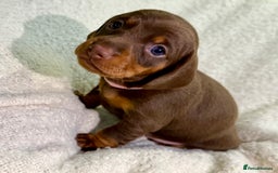 Miniature Dachshund dogs for sale: Mini Dachshund KC Reg -  ONLY 3 MALE PUPS LEFT!  - Advert 26
