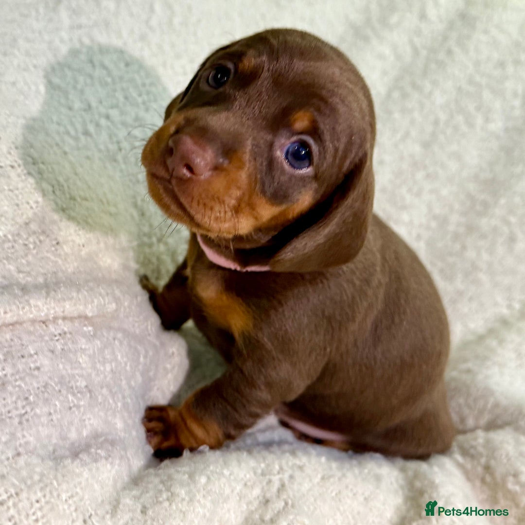 Miniature Dachshund dogs for sale: Mini Dachshund KC Reg -  ONLY 3 MALE PUPS LEFT!  - Advert 26
