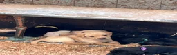 Labrador Retriever dogs for sale: KC Registered Black & Yellow Labrador Puppies - Advert 37