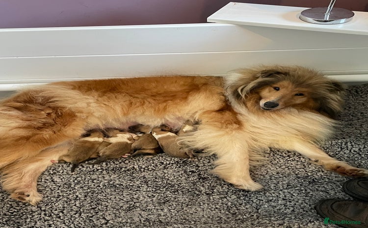 Rough Collie dogs - Advert 1