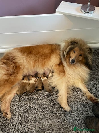 Rough Collie dogs - Advert 1