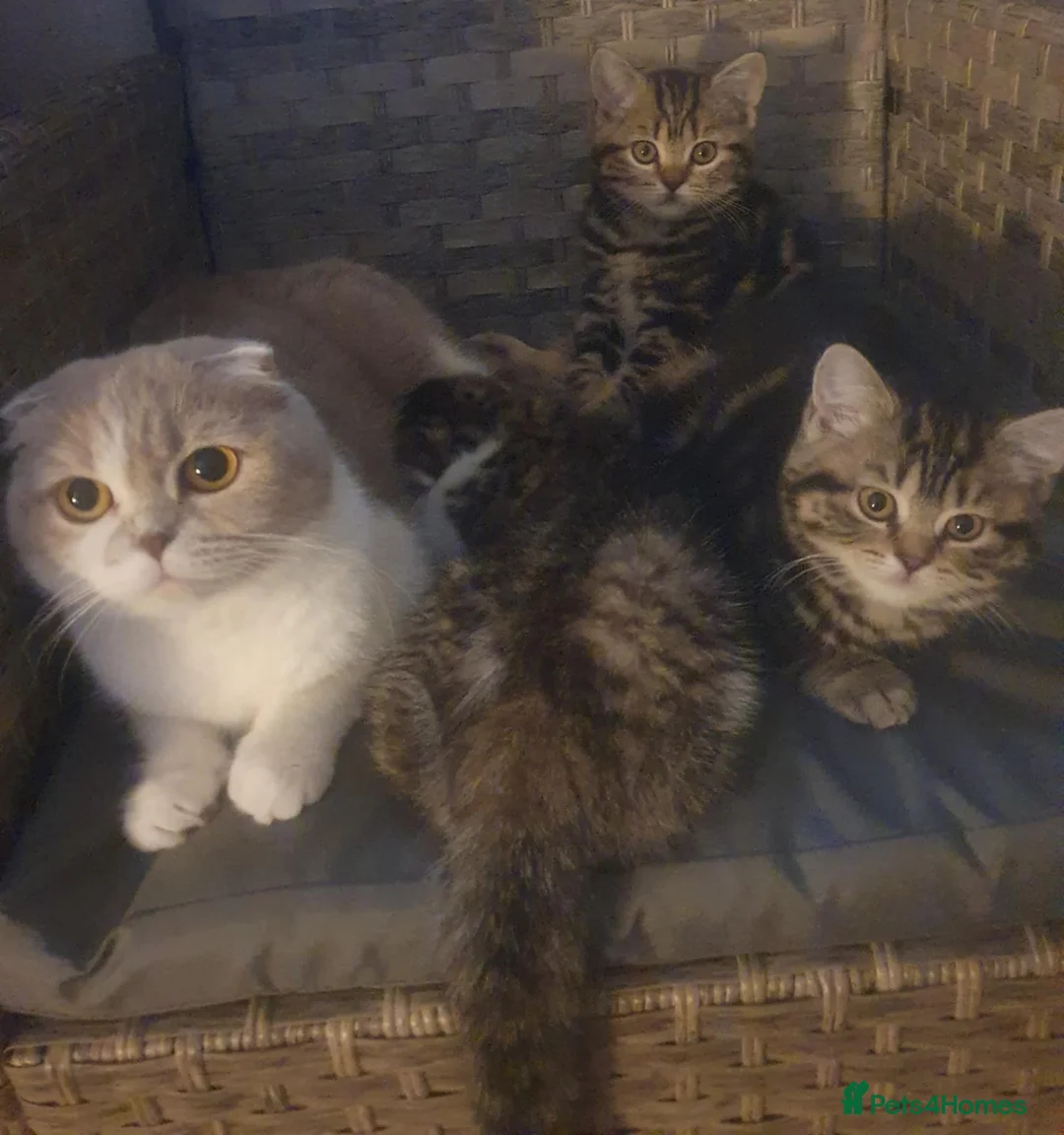 British Shorthair cats for sale: British Shorthair Kittens  - Advert 2
