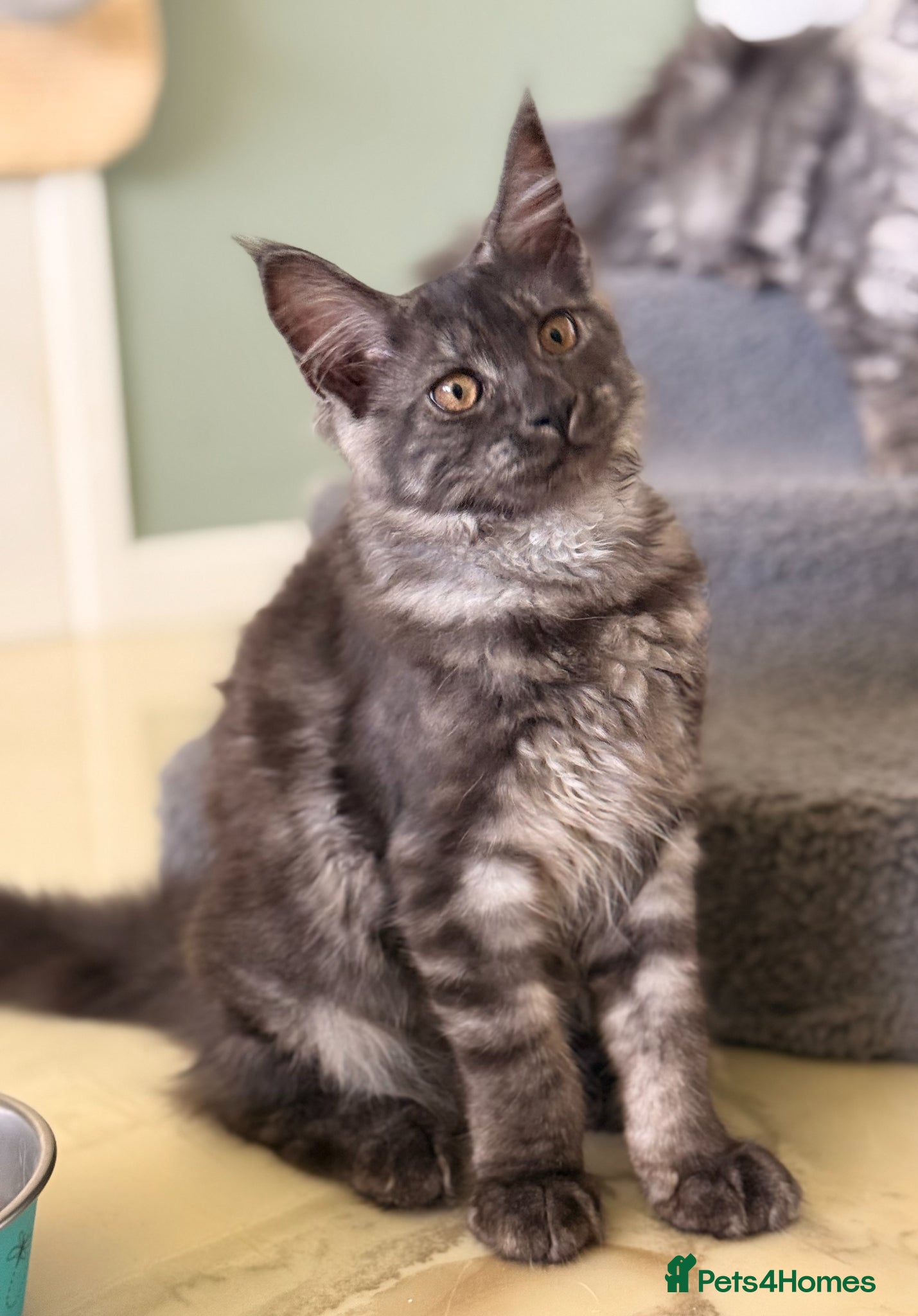 Maine Coon cats ONLY 3 TICA REG GIRLS LEFT FROM LICENSED BREEDERS - Advert 2