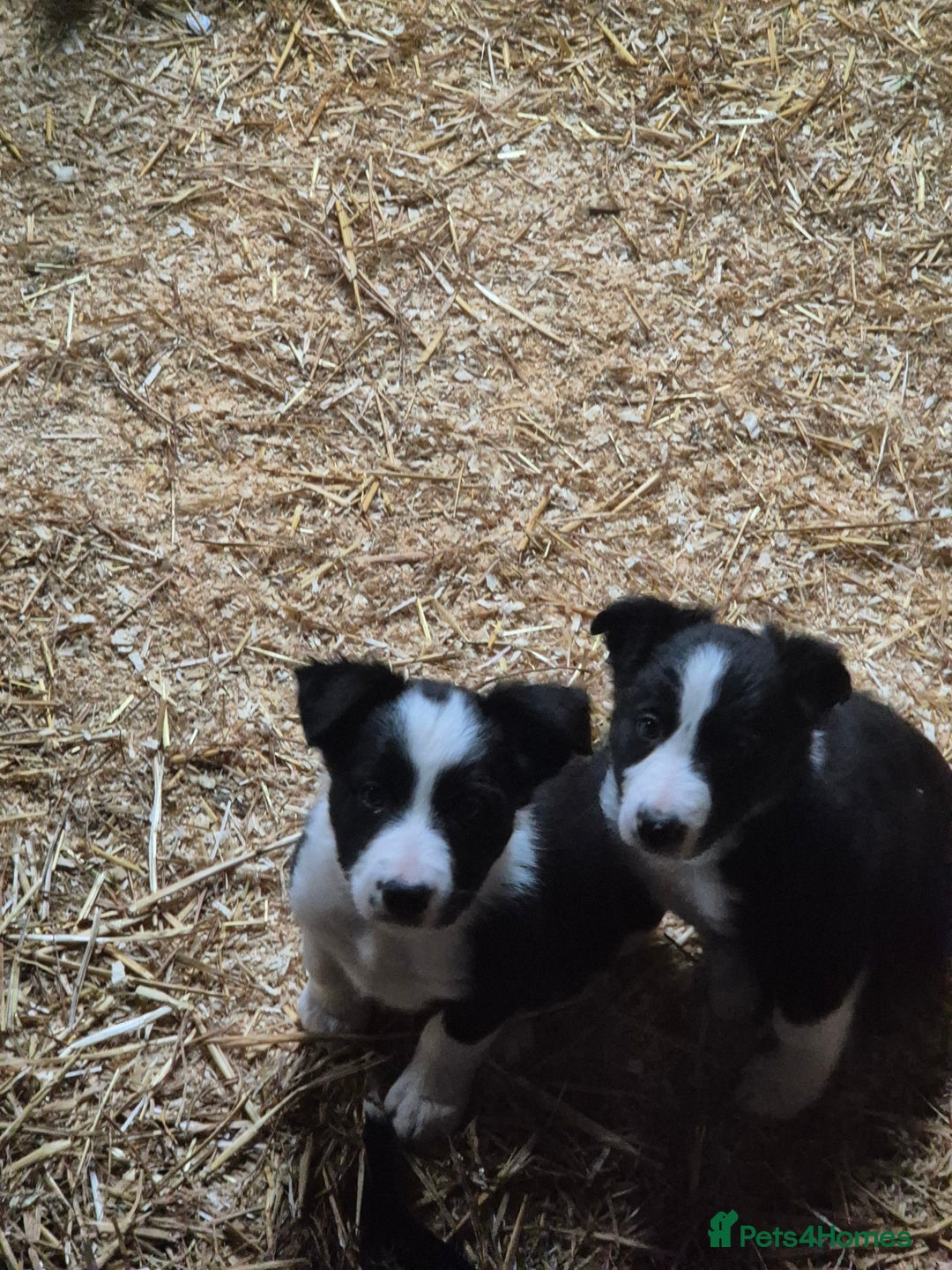 Border Collie dogs for sale: Beautiful border collie pups needing homes - Advert 3