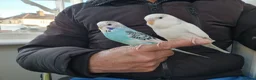 Budgerigars birds for sale: Super Hand Tamed Baby Budgie  - Advert 6