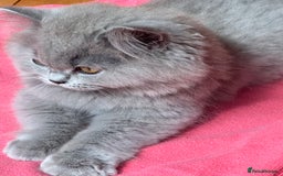 British Shorthair cats for sale: Last chunky kitten remaining  - Image 6