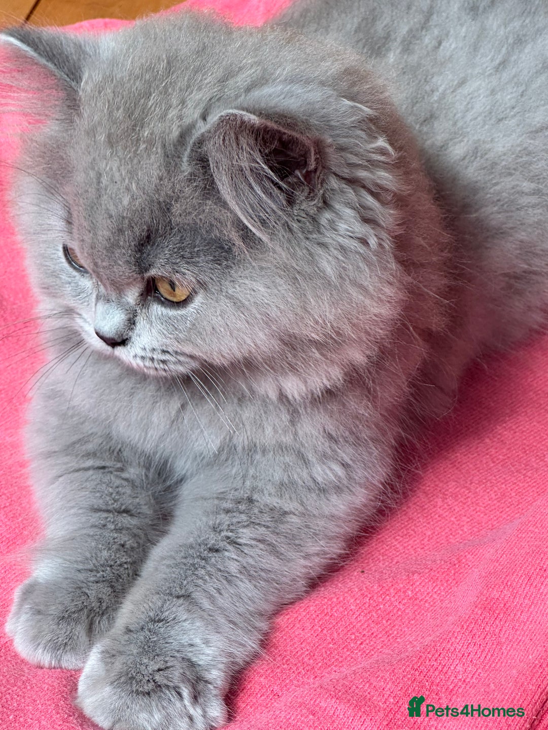 British Shorthair cats for sale: Last chunky kitten remaining  - Image 6