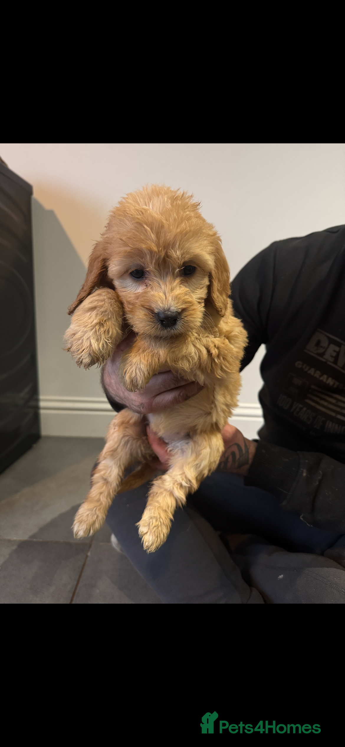 Cockapoo dogs F1 cockapoos  - Advert 7