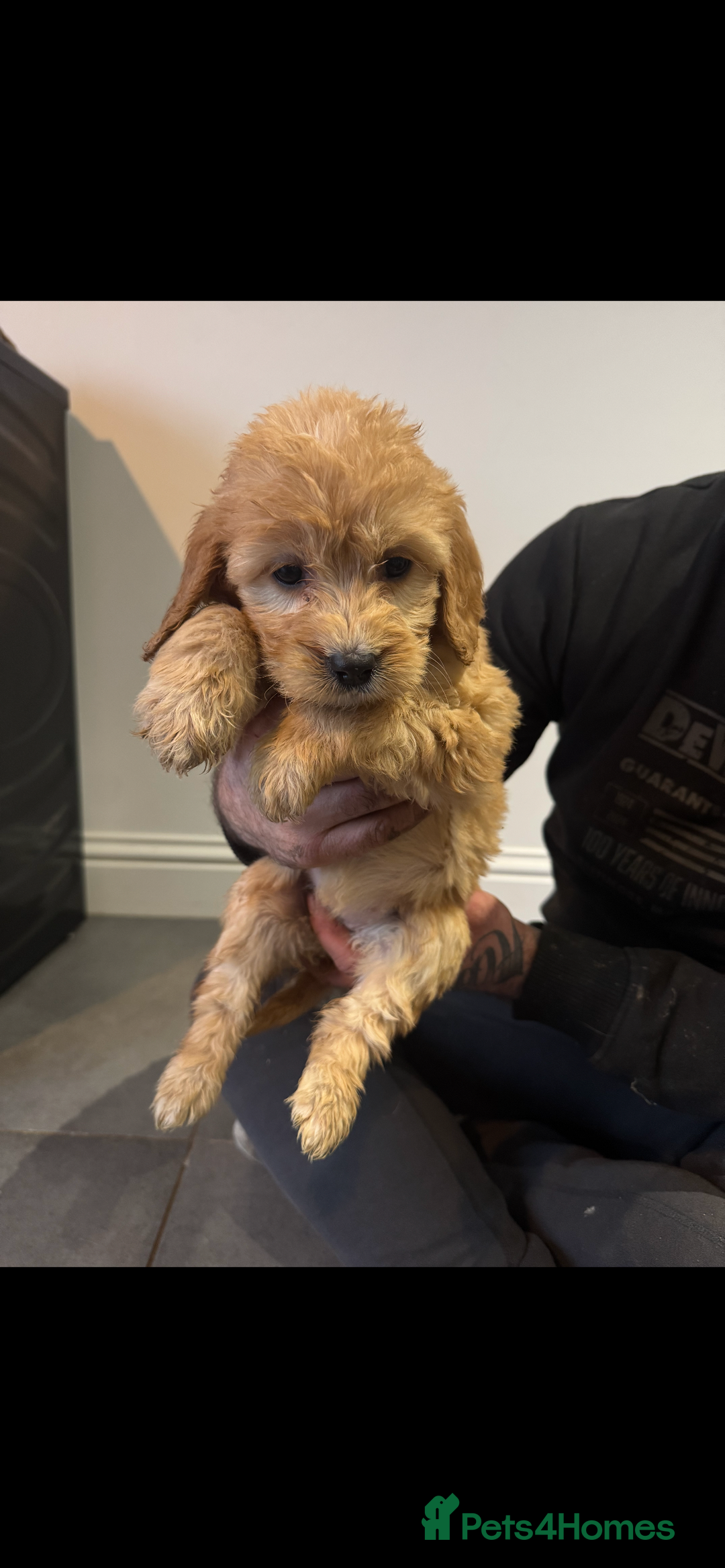 Cockapoo dogs for sale: F1 cockapoos  - Advert 9