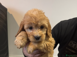 Cockapoo dogs F1 cockapoos - Advert 7