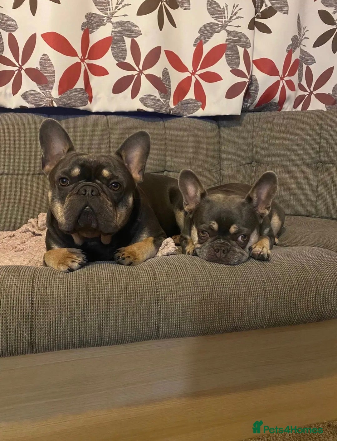French Bulldog dogs for sale: Beautiful blue and tan French bulldogs  - Advert 9