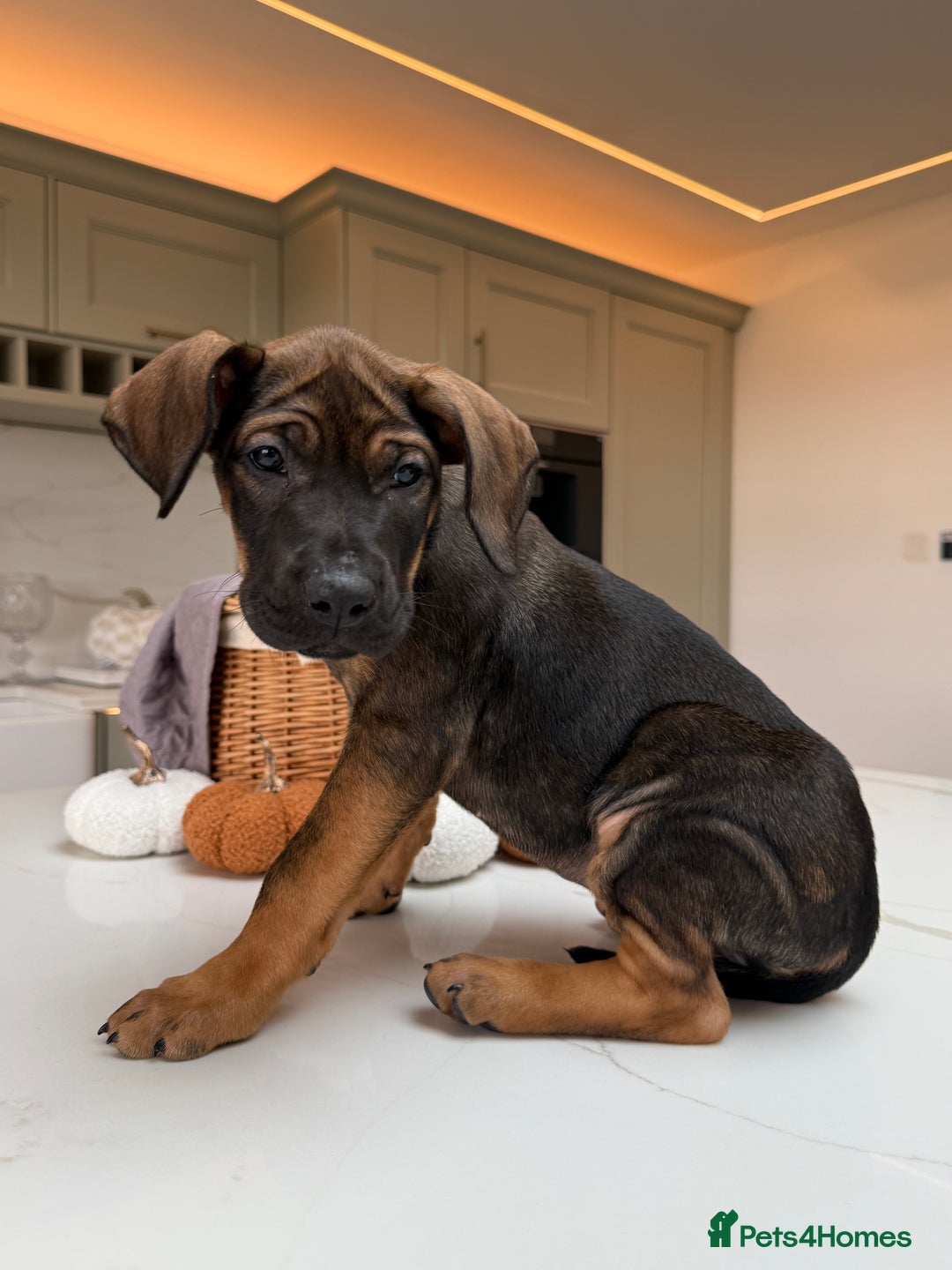 Cane Corso dogs for sale: Beautiful Cane Corso Puppies - Advert 29